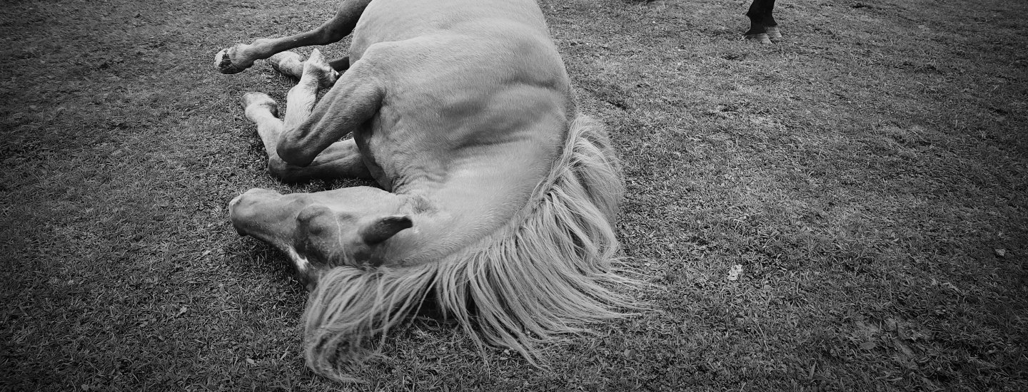 Koń leżący na łące