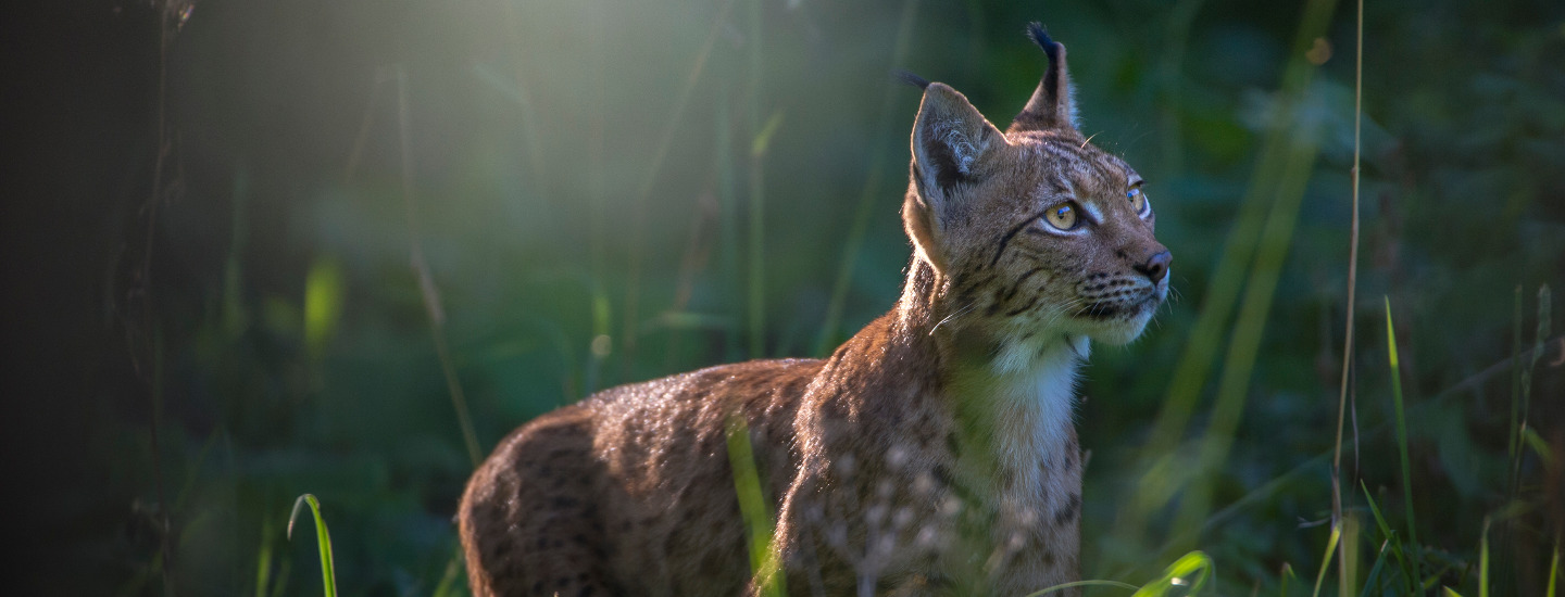 Kadr z filmu Ryś. Król puszczy, Lynx